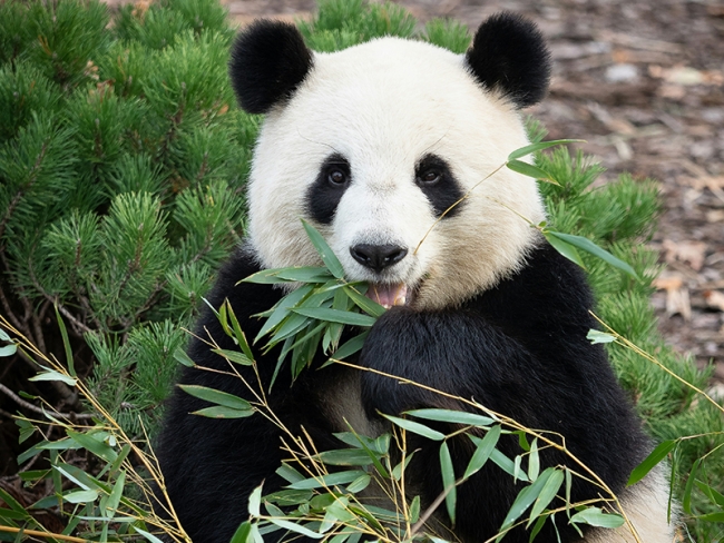 China Exotica - Pandas y Avatar
