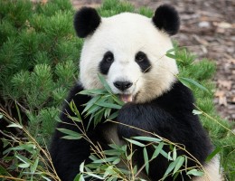 China Exotica - Pandas y Avatar